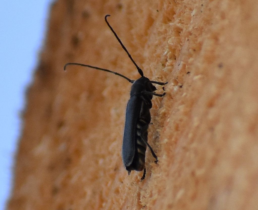 Cerambycidae: Stenostola ferrea, maschio